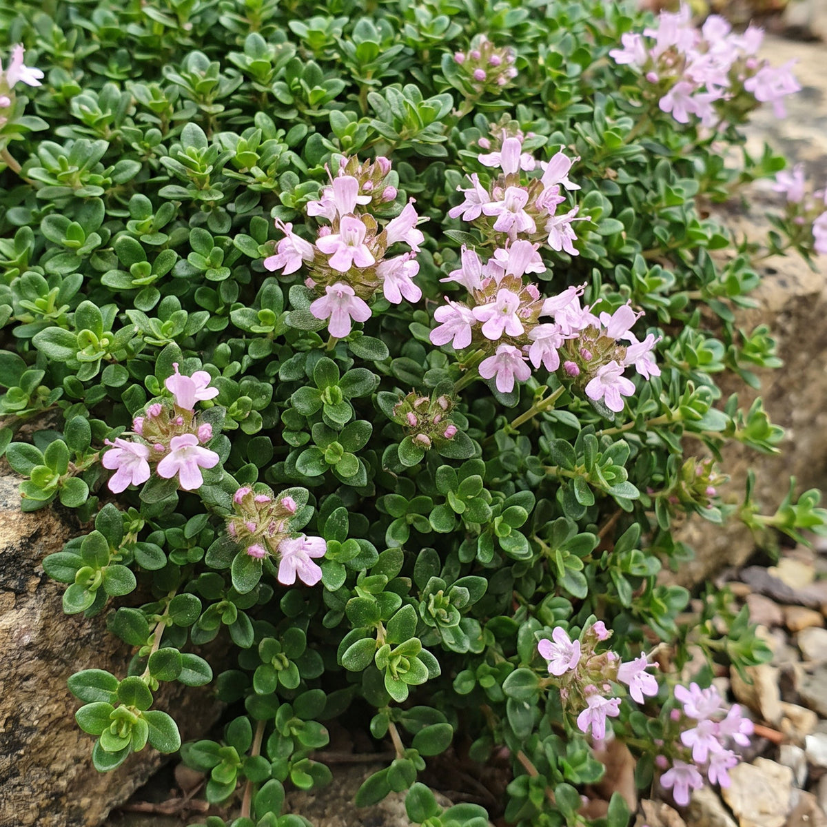 Green boutiQ - Vivace - Thymus praecox Minor - Thym serpolet - Parfumé - Rose - 1 Plante - Pot 11cm - Hauteur 15-25cm