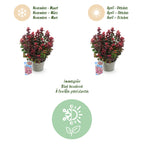 Green boutiQ - Gartenpflanze - Leucothoe Curly Red - Rot - 2 Pflanzen - Immergrün - Pflegeleicht - Topf 17cm Höhe 40cm