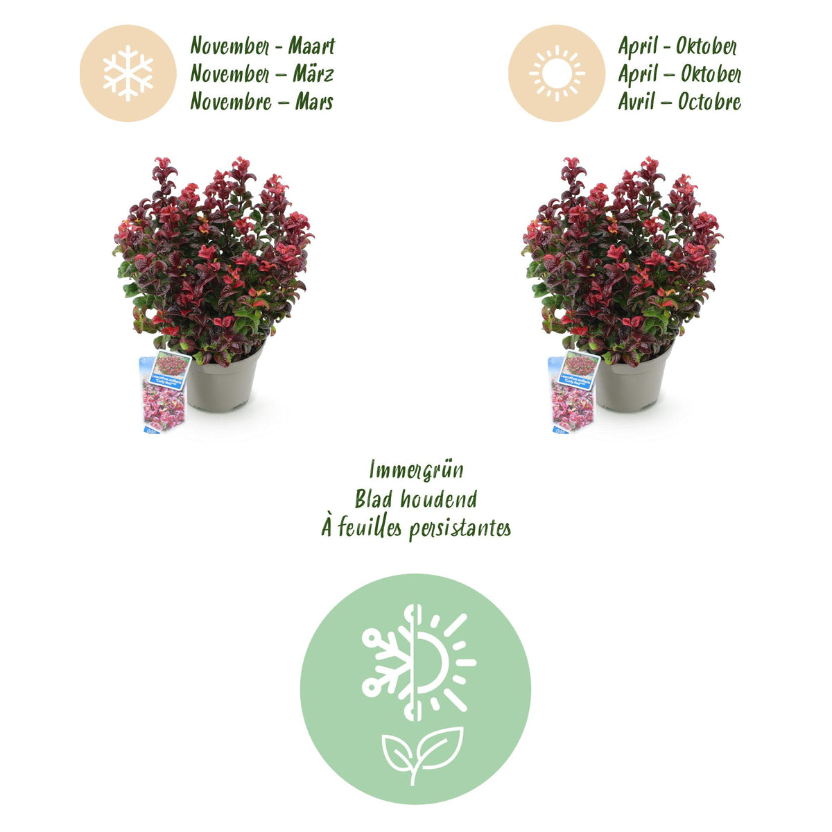 Green boutiQ - Gartenpflanze - Leucothoe Curly Red - Rot - 2 Pflanzen - Immergrün - Pflegeleicht - Topf 17cm Höhe 40cm