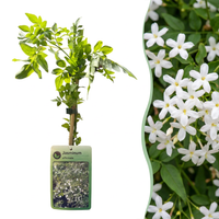 4x Jasminum officinale - Common Jasmine - White - Climber - Ø9cm - ↕35cm
