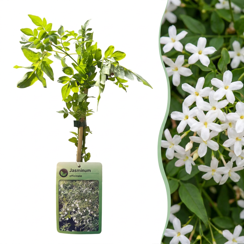 4x Jasminum officinale - Echtes Jasmin - Weiß - Kletterpflanze - Ø9cm - ↕35cm