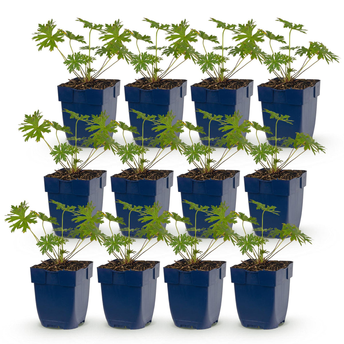Green boutiQ - Vasteplant - Geranium Tricolour - Ooievaarsbek - Bodembedekkend - Paars - Roze - Wit - 12 Planten - Pot 11cm - Hoogte 15-25cm