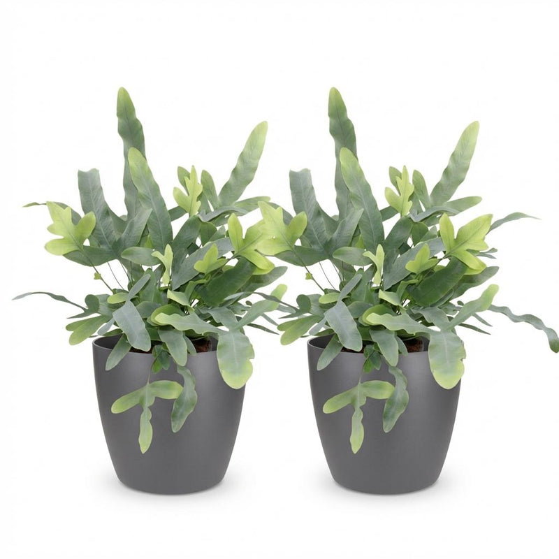 Green boutiQ - Kamerplant - Phlebodium aureum Blue Star - Blauwe Varen - Huisdiervriendelijke Plant - Blauw - 2 Planten - met Potter Grijs - Pot 12cm - Hoogte 25cm