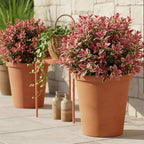 Green boutiQ - Plante de jardin - Leucothoe Colour Diamond - Panaché - 1 plante - Persistant - Peu d'entretien - Pot 17cm Hauteur 45cm