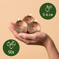 Green boutiQ - Bloembollen - Crocus Large Flowering mix - Diversen kleuren - 30 stuks - Bolmaat 7/8 - XXL Pack - foto 3