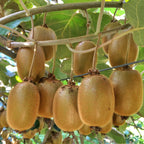 Green boutiQ - Plant fruitier - Actinidia Weiki & Hayward - Plant de kiwi - 1 mâle - 1 femelle - Plantes - Vert - Pot 15cm - Hauteur 50cm