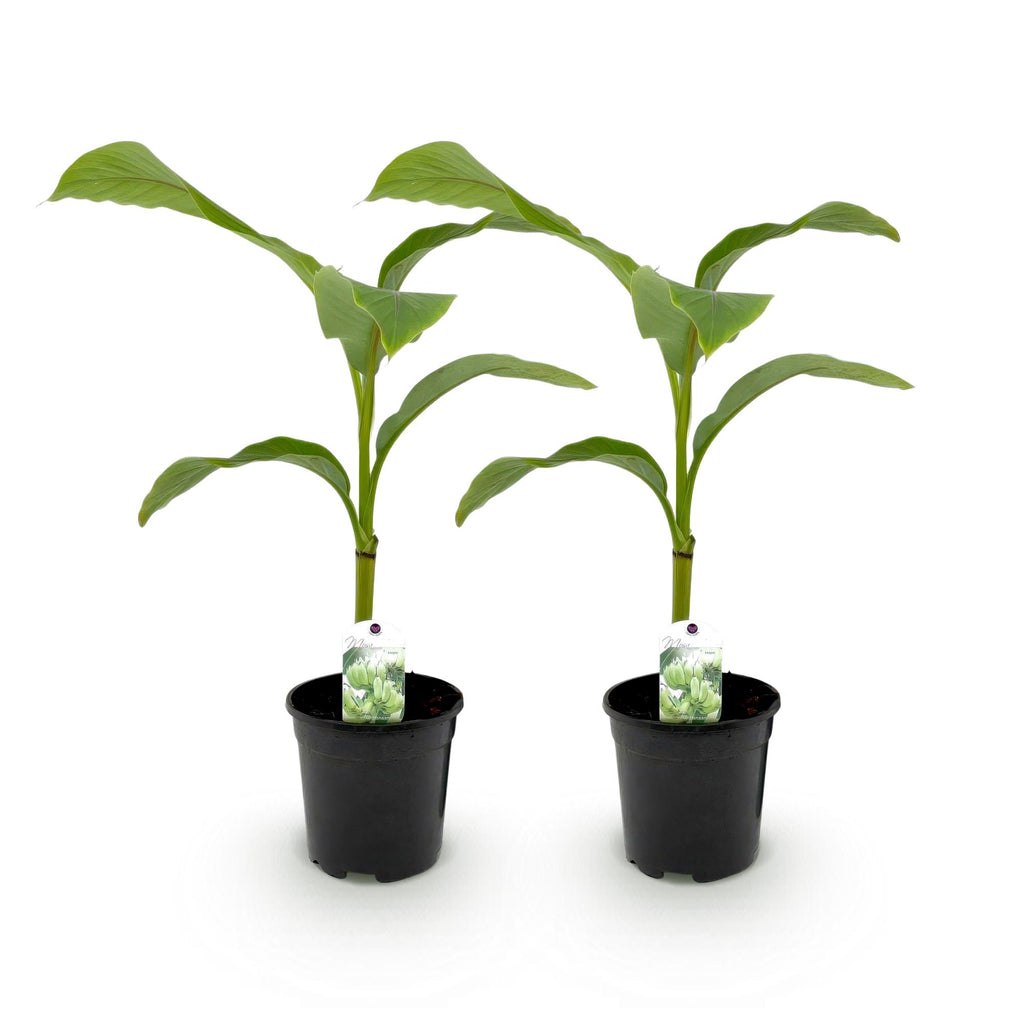 Green boutiQ - Plant fruitier - Bananier - Musa Basjoo - Rustique - 2 plantes - Pot 17cm Hauteur 40cm