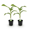 Green boutiQ - Plant fruitier - Bananier - Musa Basjoo - Rustique - 2 plantes - Pot 17cm Hauteur 40cm