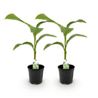 Green boutiQ - Plant fruitier - Bananier - Musa Basjoo - Rustique - 2 plantes - Pot 17cm Hauteur 40cm