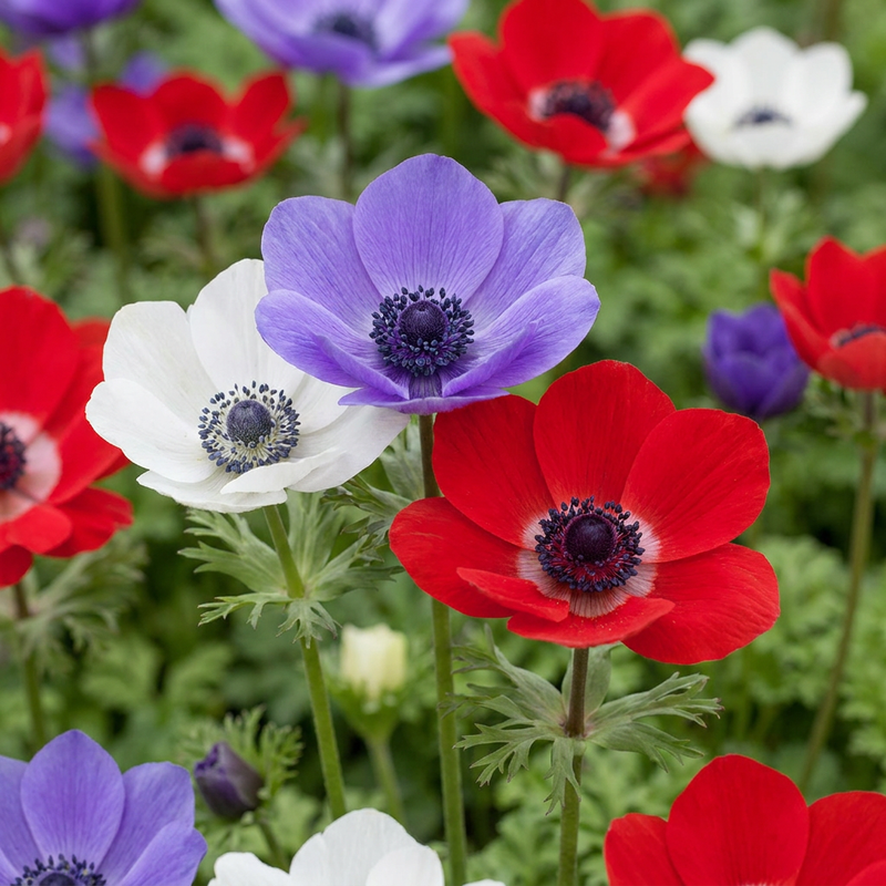 Green boutiQ - Bloembollen - Anemone de Caen mix - Diversen Kleuren - 30 stuks - Bolmaat 5/6 - XXL Pack - foto 1