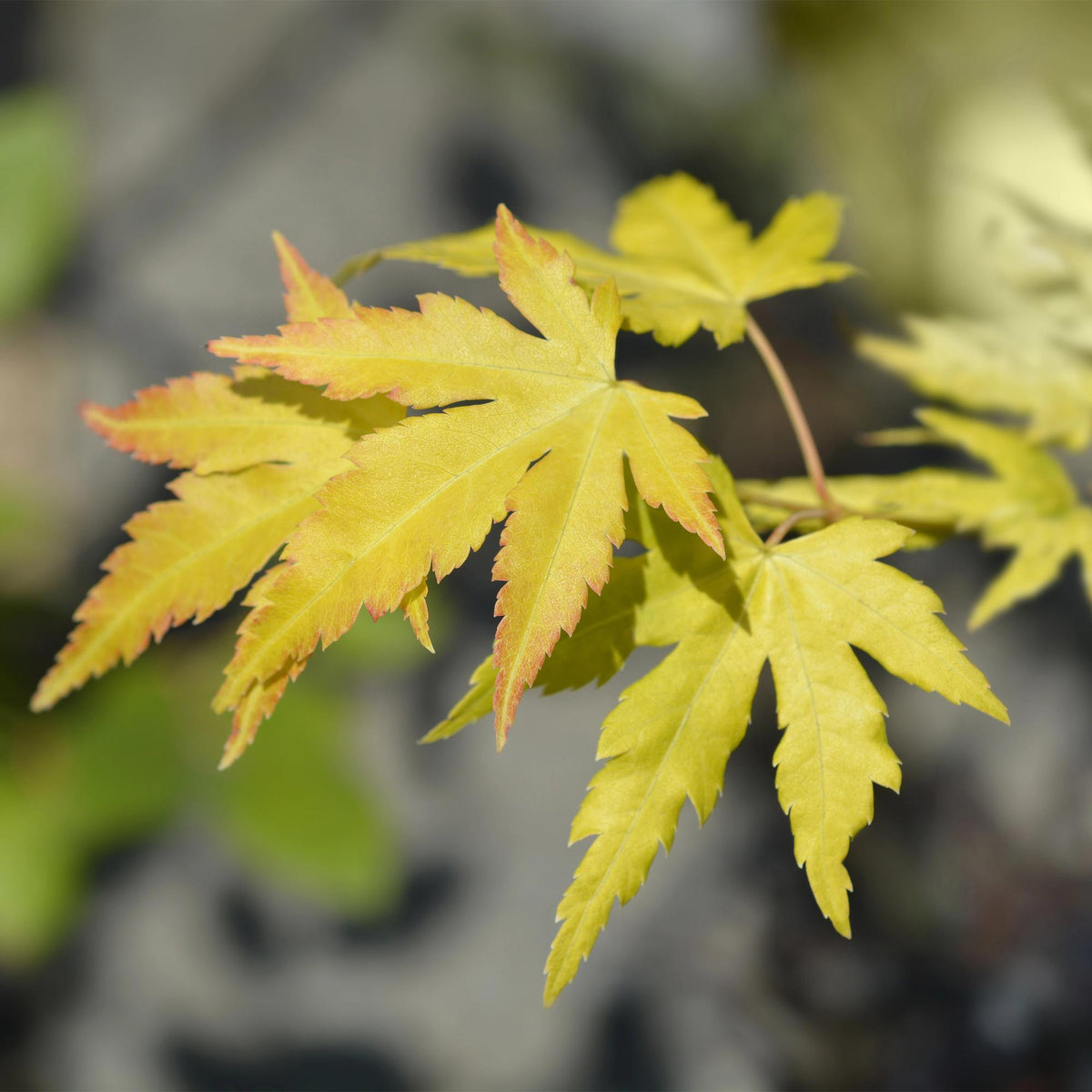 Green boutiQ - Plante de terrasse - Érable du Japon - Acer palmatum Orange Dream - Orange - 1 plante - Caduc - Pot 19 cm, hauteur 70 cm