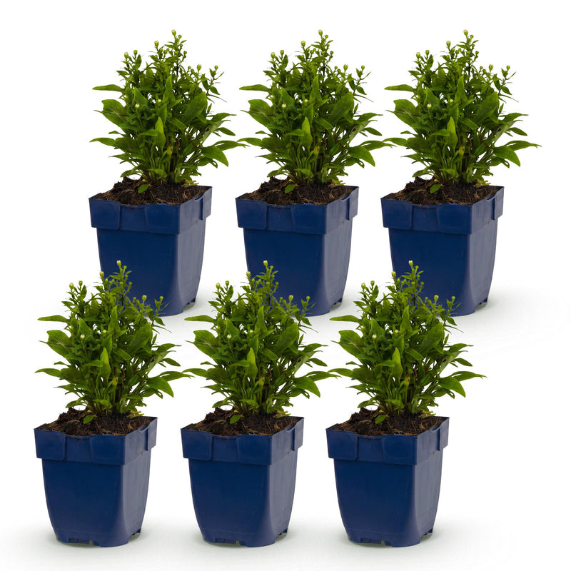 Green boutiQ - Vasteplant - Aster (D) Schneekissen - Zeeaster - Bijen en Vlinderlokkers - Wit - 6 Planten - Pot 11cm - Hoogte 15-25cm
