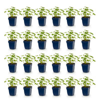 Green boutiQ - Vasteplant - Geranium macr. Ingwersen's Variety - Ooievaarsbek - Bodembedekkend - Licht Roze - 24 Planten - Pot 11cm - Hoogte 15-25cm