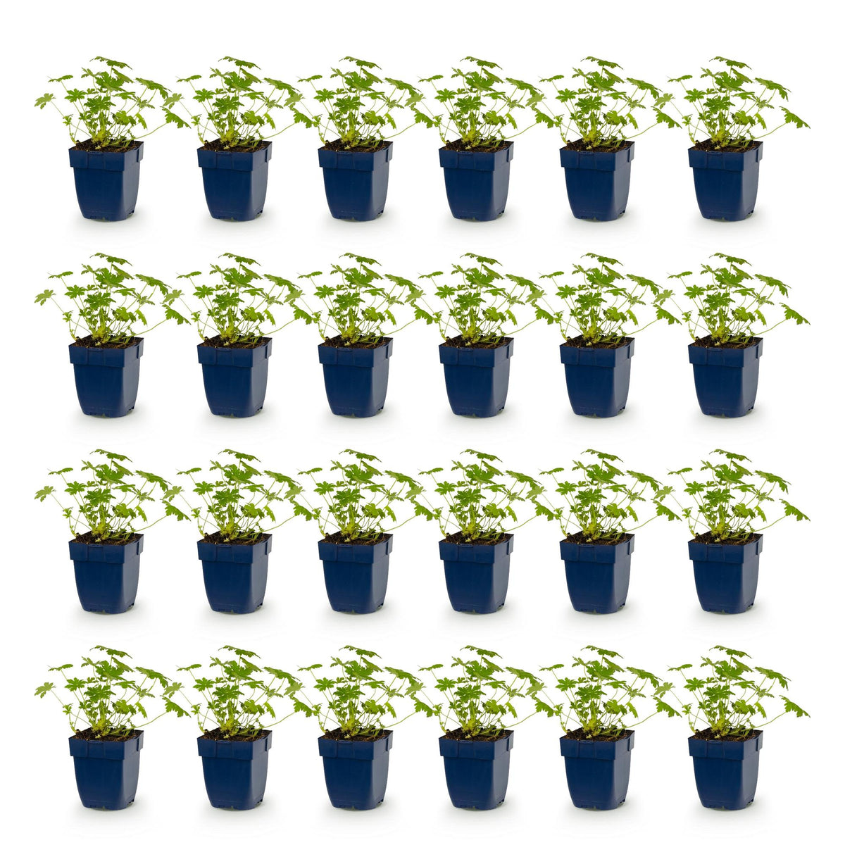 Green boutiQ - Plante vivace - Geranium macr. Ingwersen's Variety - Géranium vivace - Couvre-sol - Rose clair - 24 plantes - Pot 11cm - Hauteur 15-25cm