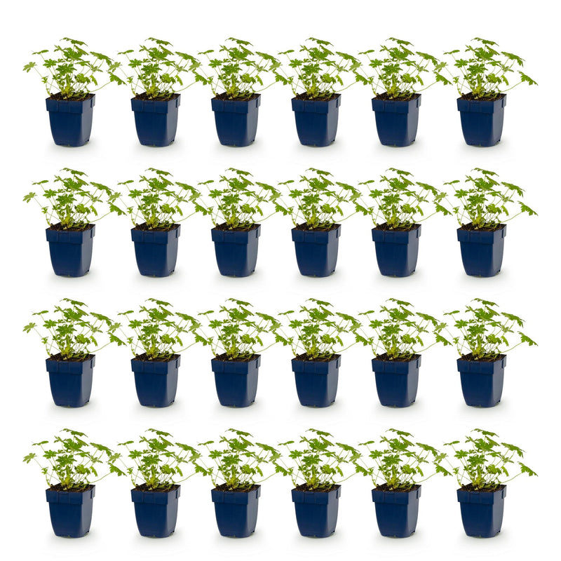 Green boutiQ - Vasteplant - Geranium macr. Ingwersen's Variety - Ooievaarsbek - Bodembedekkend - Licht Roze - 24 Planten - Pot 11cm - Hoogte 15-25cm