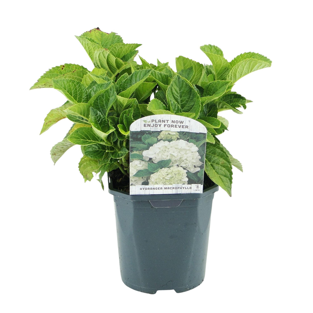Green boutiQ - Hortensia - Hydrangea macrophylla Bleu - Fleur Blanche - 1 Plante - Caduque - Entretien Facile - Pot 17cm Hauteur 30cm