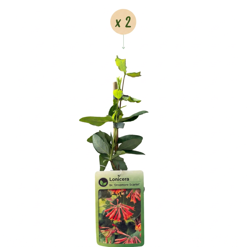 2x Lonicera br. 'Dropmore Scarlet' - Dropmore Scarlet honeysuckle - Red-Yellow - Climber - Ø9cm - ↕35cm