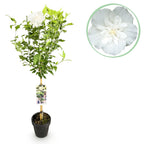 Green boutiQ - Plante sur tige - Hibiscus syriacus White Chiffon® - Plante de terrasse - Caduc - Rustique - Fleur blanche - Pot 19 cm Hauteur 90 cm