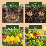 6x Fritillaria Imperialis Mix - Keizerskroon mix - Diversen - Voorjaarsbloeier - Bolmaat 18/20