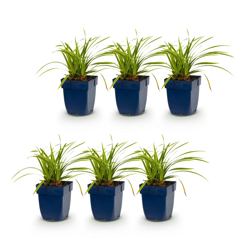 Green boutiQ - Grassen - Carex morrowii Ice Dance - Japanse Zegge - Groenblijvend - Creme-Groen - 6 Planten - Pot 11cm - Hoogte 15-25cm