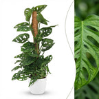 Green boutiQ - Plante d'intérieur - Monkey Mask - Monstera Adansonii sur tuteur - Vert - Peu d'entretien - 1 plante - avec pot blanc - Pot 19 cm - Hauteur 90 cm