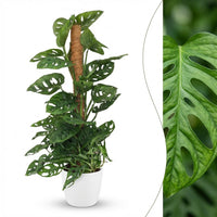 Green boutiQ - Kamerplant - Monkey Mask - Monstera Andansonii Mosstok - Groen - Weinig onderhoud - 1 Plant - met Potter Wit - Pot 19cm - Hoogte 90cm