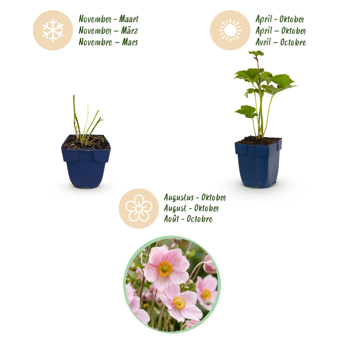 Green boutiQ - Plante vivace - Anemone hybr. Kön. Charlotte - Anémone d'automne - Ombre - Rose - 6 Plantes - Pot 11cm - Hauteur 15-25cm