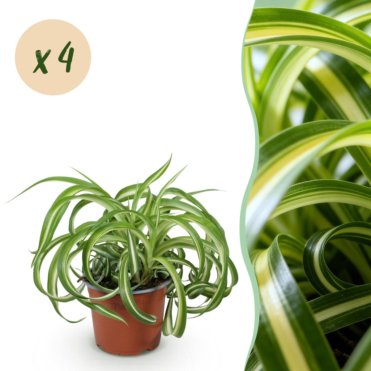 Green boutiQ - Zimmerpflanze - Chlorophytum comosum Bonnie - Grünlilie (gelockt) - Haustierfreundlich - Bunt - 4 Pflanzen - Topf 12 cm - Höhe 20-25 cm