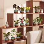 12x Baby Plants Surprise Box - Baby Plants Surprise Box - Various colours - Tropical - incl. Copper Reef - Ø6cm - ↕5-15cm