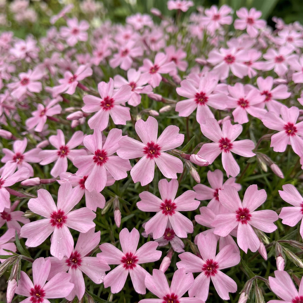 Green boutiQ - Stauden - Phlox Rosette - Flammenblume - Bodendeckend - Rosa - 3 Pflanzen - Topf 11cm - Höhe 15-25cm