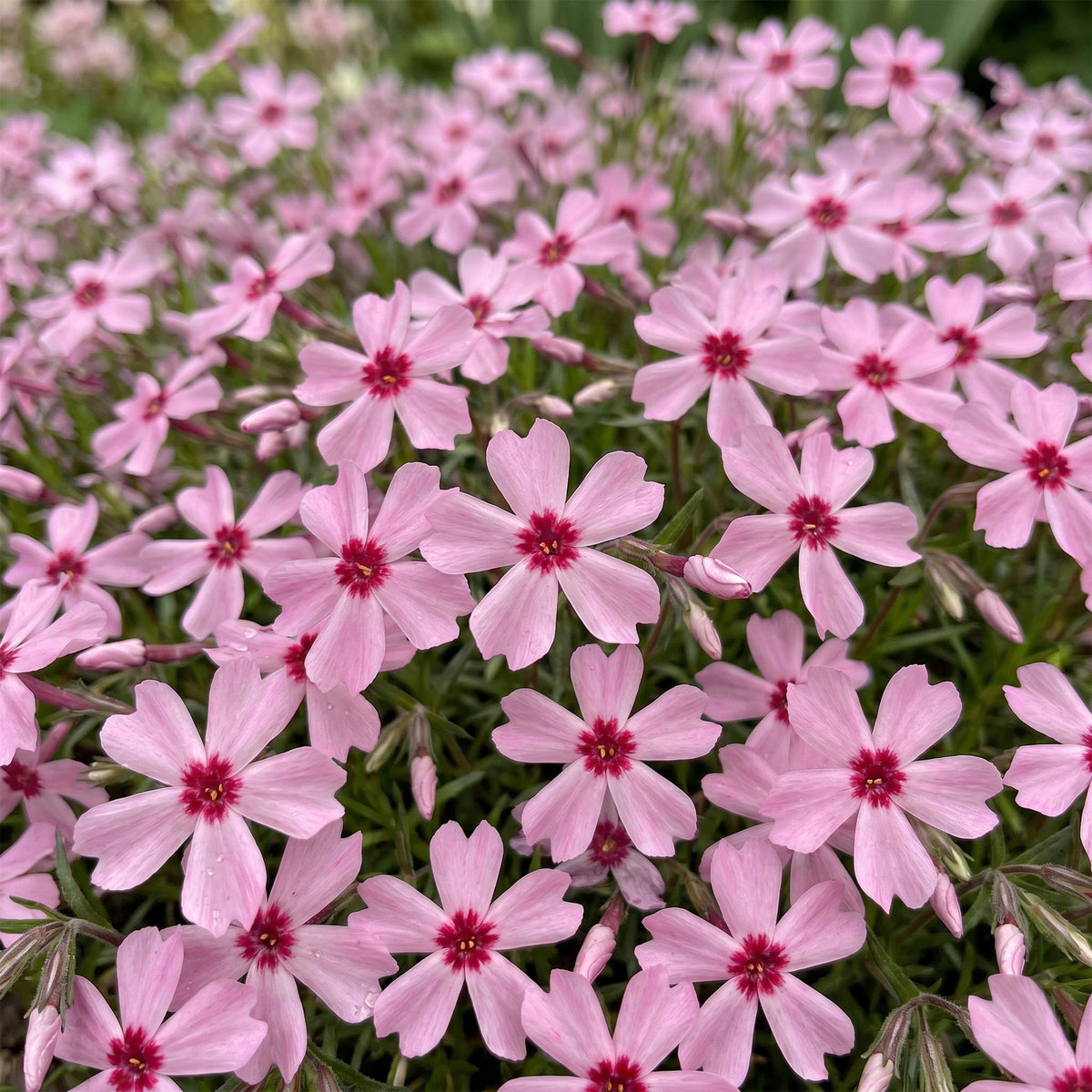 Green boutiQ - Plante vivace - Phlox Rosette - Phlox - Couvre-sol - Rose - 3 Plantes - Pot 11cm - Hauteur 15-25cm