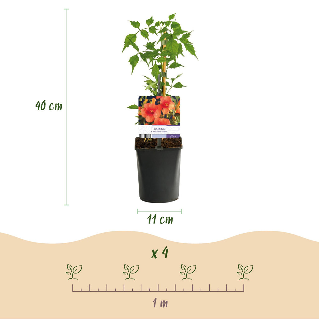 Green boutiQ - Bignone - Campsis radicans Madame Galen - Fleur orange - Entretien facile - 2 plantes - Pot 11cm Hauteur 40cm