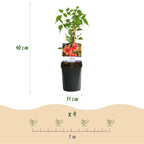 Green boutiQ - Bignone - Campsis radicans Madame Galen - Fleur orange - Entretien facile - 2 plantes - Pot 11cm Hauteur 40cm