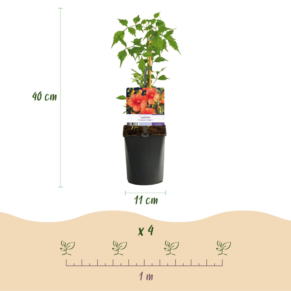 Green boutiQ - Bignone - Campsis radicans Madame Galen - Fleur orange - Entretien facile - 2 plantes - Pot 11cm Hauteur 40cm