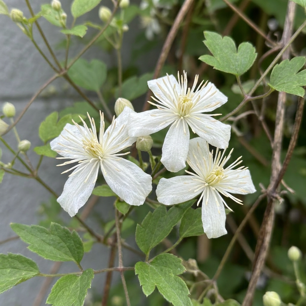 Clematis vitalba - Old man's beard - White - Climber - Ø9cm - ↕35cm