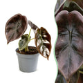 Alocasia Cuprea Red - Red Mirror Plant - Red - Tropical - Ø6cm - ↕12cm