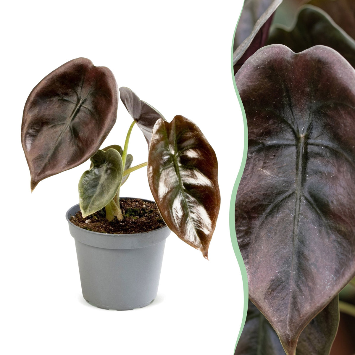 Alocasia Cuprea Red - Red Mirror Plant - Red - Tropical - Ø6cm - ↕12cm