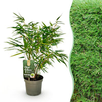 Green boutiQ - Grassen - Fargesia Rufa - Niet Woekerende Bamboe - Bladhoudend - Groen - 1 Plant - Pot 17 cm - Hoogte 60 cm