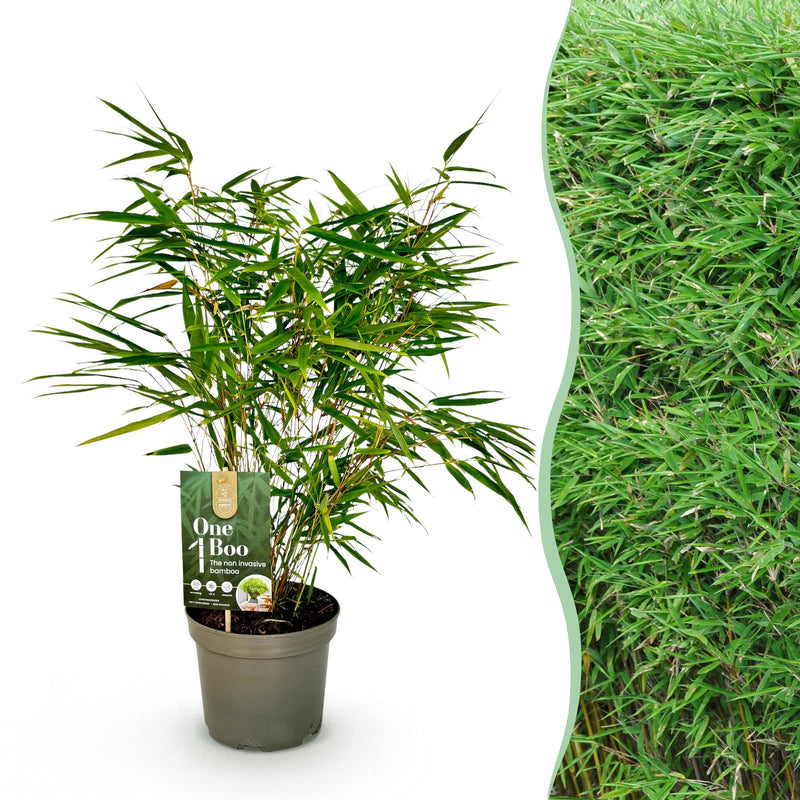 Green boutiQ - Grassen - Fargesia Rufa - Niet Woekerende Bamboe - Bladhoudend - Groen - 1 Plant - Pot 17 cm - Hoogte 60 cm
