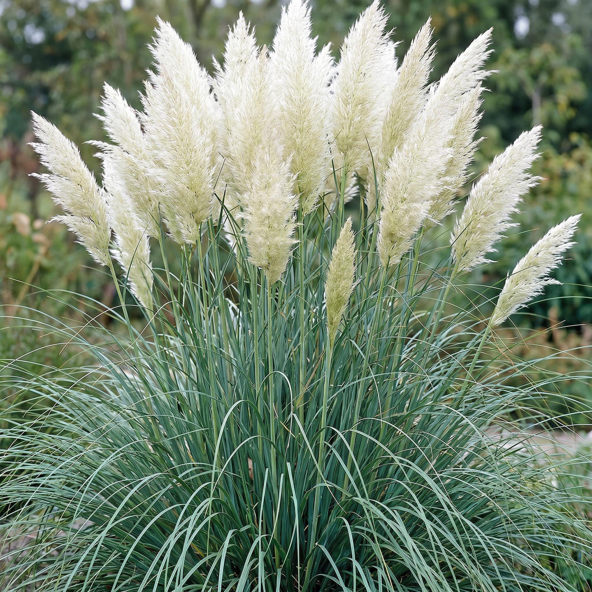 Green boutiQ - Graminées - Cortaderia sell. Pumila - Herbe de la pampa naine - Avec panache - Gris - 6 Plantes - Pot 11cm - Hauteur 15-25cm