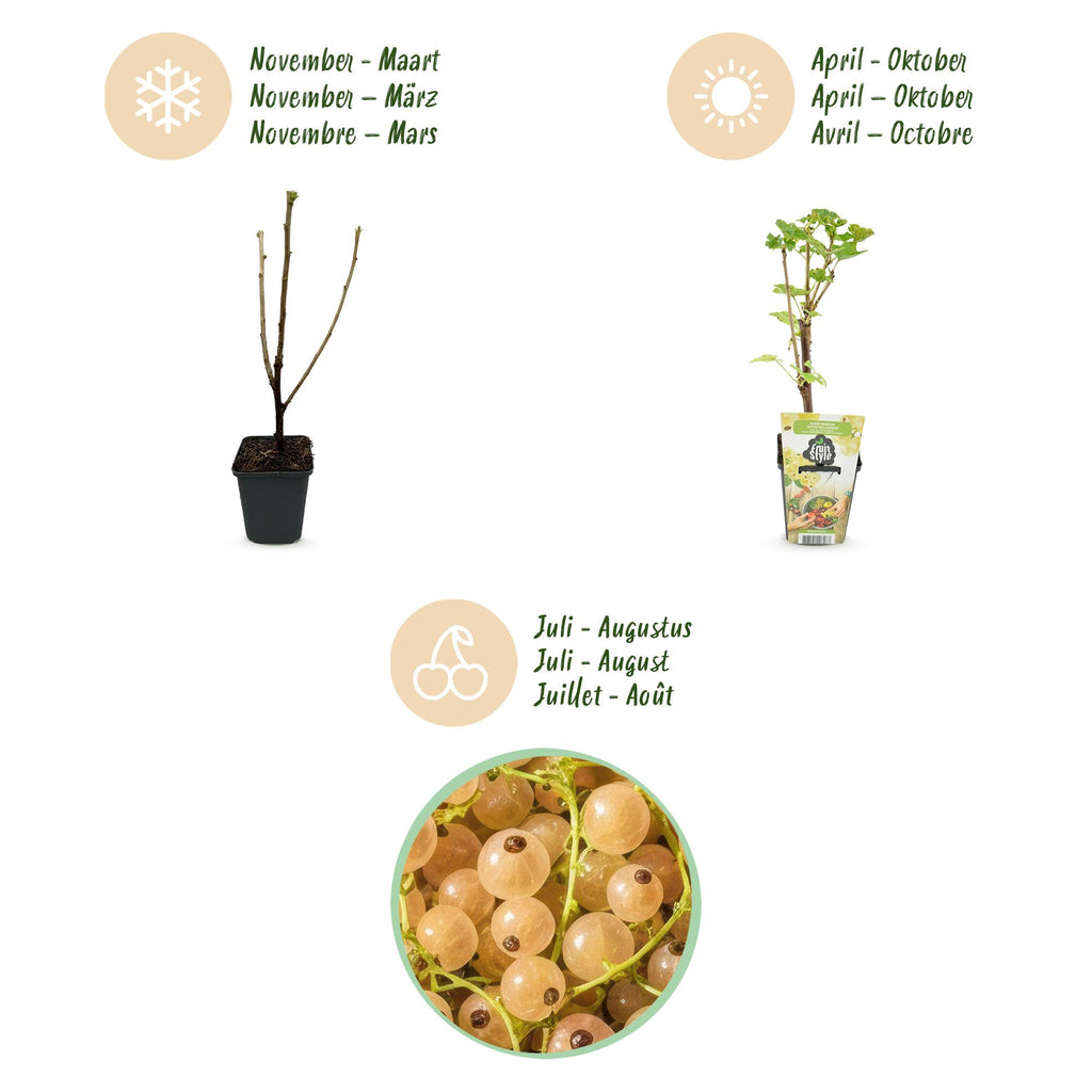Green boutiQ - Plants fruitiers - Groseillier à maquereau blanc - Ribes rubrum Witte Hollander - Rustique - 6 plantes - Pot 9 cm - Groseille blanche