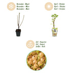 Green boutiQ - Plants fruitiers - Groseillier à maquereau blanc - Ribes rubrum Witte Hollander - Rustique - 6 plantes - Pot 9 cm - Groseille blanche