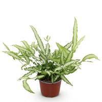 Green boutiQ - Kamerplant - Pteris cretica Albolineata - Lintvaren - Huisdiervriendelijke Plant - Groen - 1 Plant - Pot 12cm - Hoogte 20cm