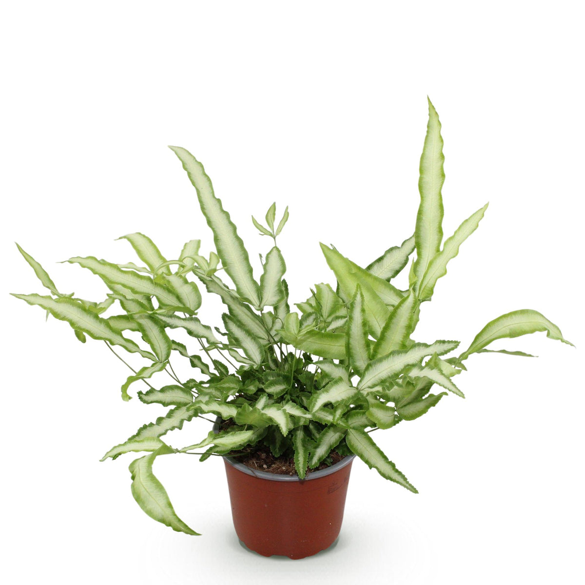Green boutiQ - Kamerplant - Pteris cretica Albolineata - Lintvaren - Huisdiervriendelijke Plant - Groen - 1 Plant - Pot 12cm - Hoogte 20cm