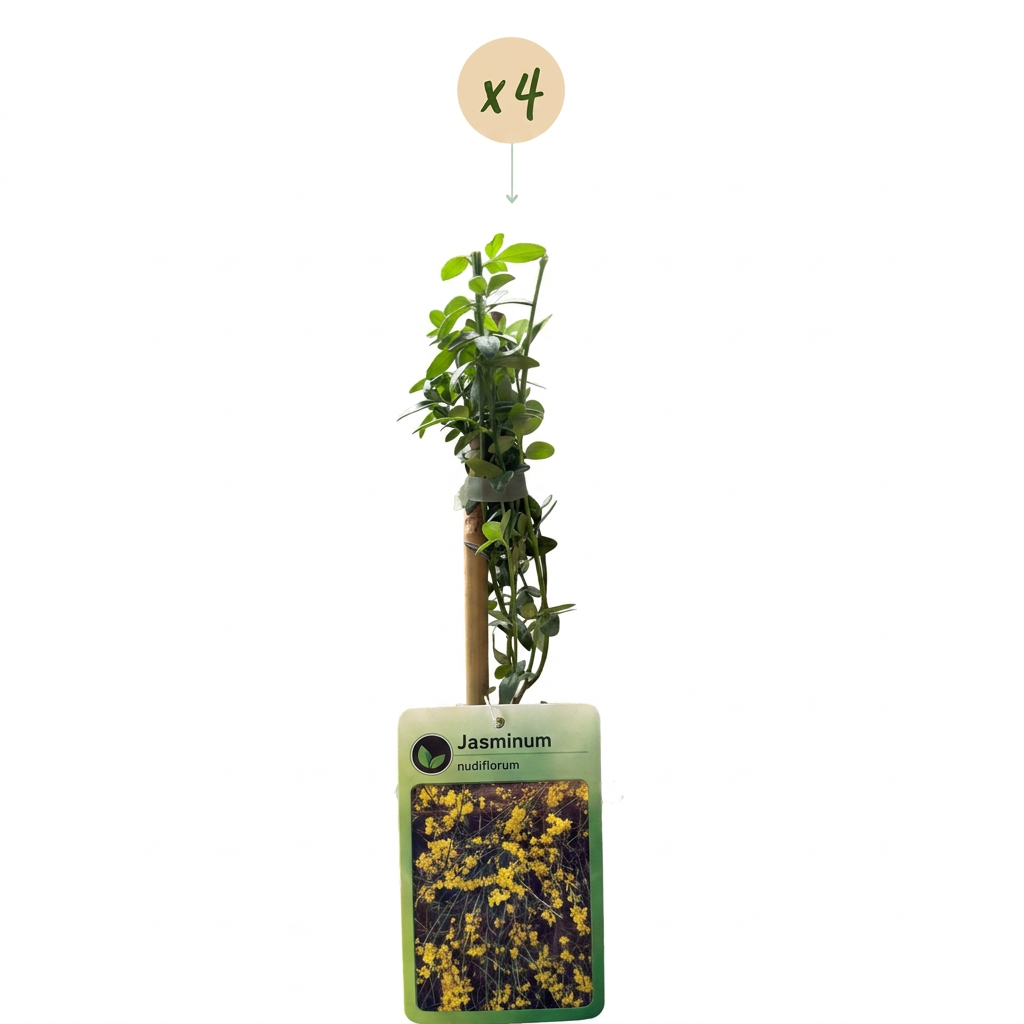 4x Jasminum nudiflorum - Winter jasmine - Yellow - Climber - Ø9cm - ↕35cm