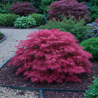 Green boutiQ - Terrasplant - Japanse Esdoorn - Acer palmatum Pink Dwarf - Roze - 1 Plant - Bladverliezend - Pot 19cm Hoogte 70cm