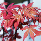Green boutiQ - Plante de terrasse - Érable du Japon - Acer palmatum Sumi-nagashi - Rouge - 1 plante - Caduc - Pot 19cm Hauteur 70cm