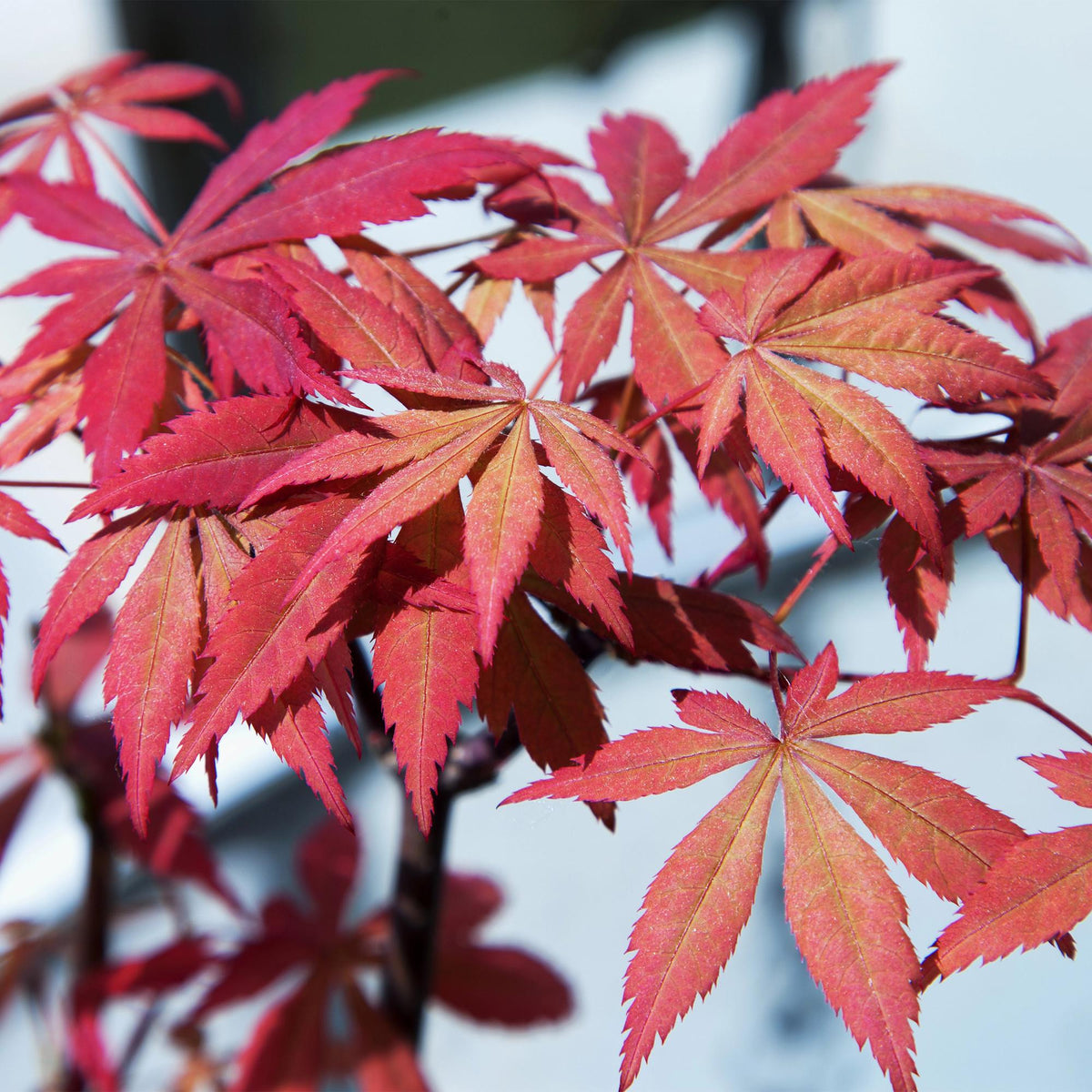 Green boutiQ - Plante de terrasse - Érable du Japon - Acer palmatum Sumi-nagashi - Rouge - 1 plante - Caduc - Pot 19cm Hauteur 70cm