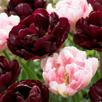48x Tulipa Sweet Desire mix - Tulp Sweet Desire mix - Diversen - Voorjaarsbloeier - Bolmaat 11/12