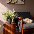 Green boutiQ - Plante d'intérieur - Pteris cretica Albolineata - Fougère ruban - Plante adaptée aux animaux de compagnie - Vert - 2 Plantes - avec Pot Gris - Pot 12cm - Hauteur 20cm